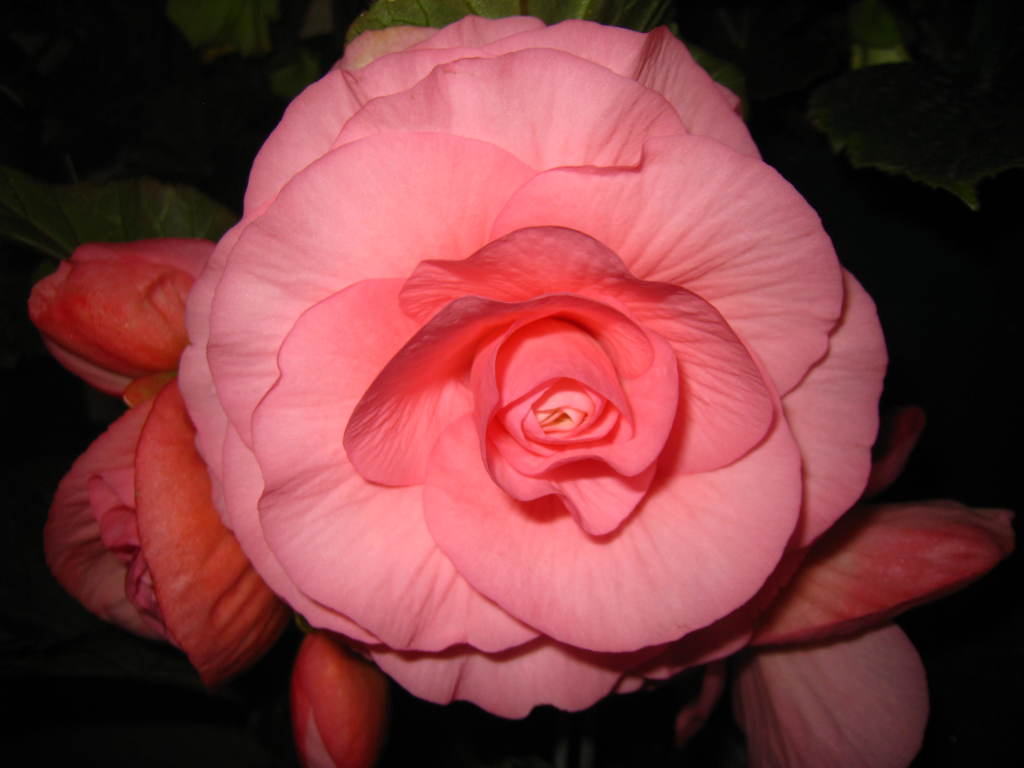 B. ‘Symphony’